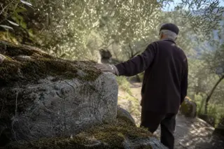 Elderly man contemplatively touches a weathered stone fragment with faint carvings, surrounded by moss and olive branches, in soft Mediterranean light.