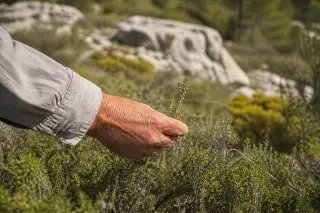 A close-up of an elderly hand holding wild thyme above sunlit garrigue vegetation with rocky background, evoking authentic Provençal landscape.