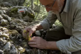 Elderly local inspecting a rare wild plant on a mossy trail in the Massif du Joug, under soft Mediterranean light