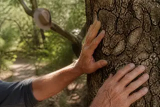 Hands touching cork oak bark in a sun-dappled Provence forest, old hiking hat hanging nearby, evoking quiet exploration and local heritage.