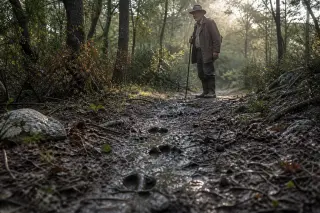 Elderly local hunter on a forest path at dawn in the Var, soft light, subtle boar prints in the mud